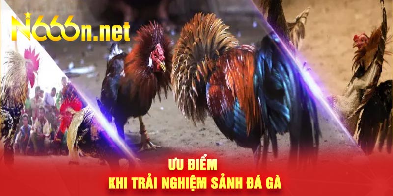 Ưu điểm khi trải nghiệm sảnh đá gà